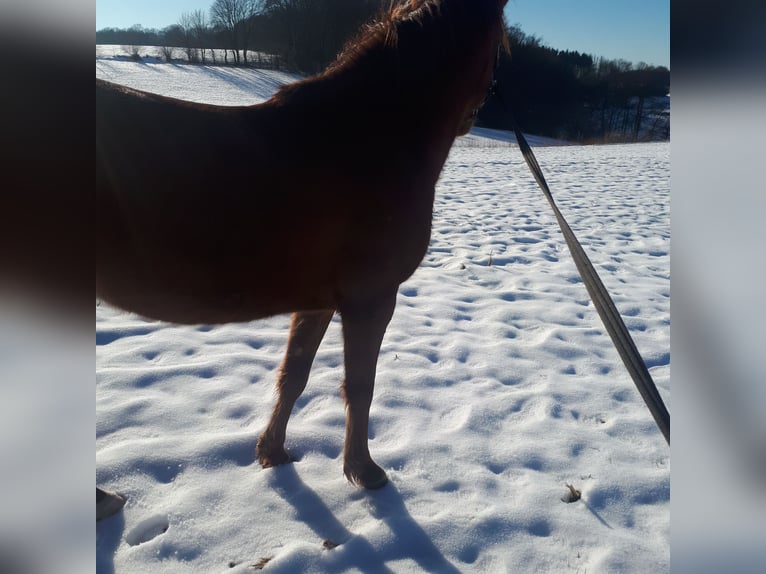 Duitse rijpony Merrie 1 Jaar 148 cm Donkere-vos in Wipperfürth