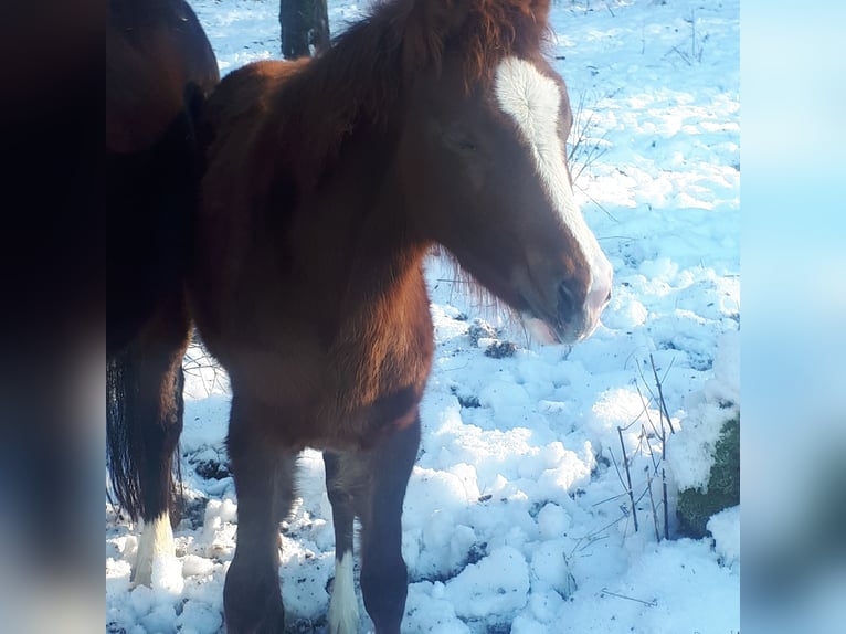 Duitse rijpony Merrie 1 Jaar 148 cm Donkere-vos in Wipperfürth