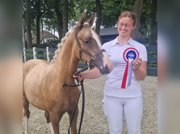 Duitse rijpony Merrie 1 Jaar 148 cm Palomino in Nieuwkoop
