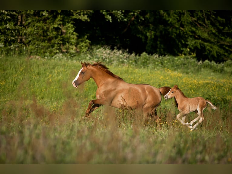 Duitse rijpony Merrie 1 Jaar 148 cm Vos in Flintbek