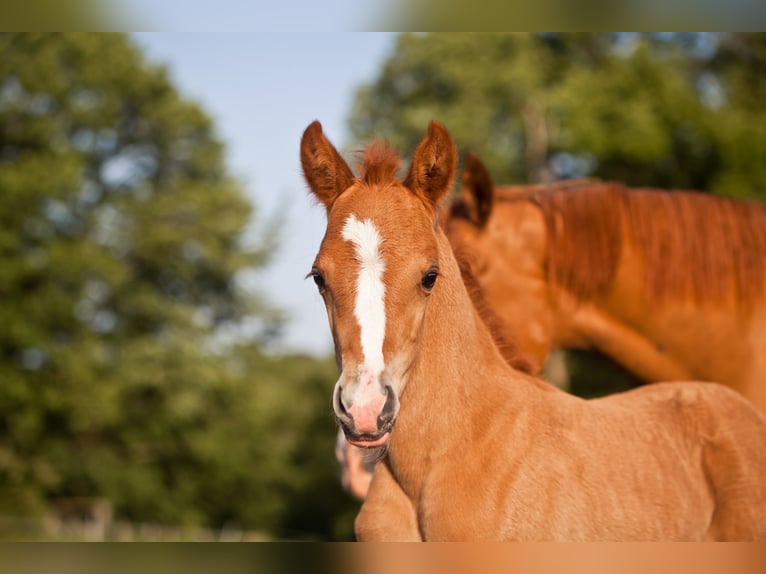 Duitse rijpony Merrie 1 Jaar 148 cm Vos in Flintbek