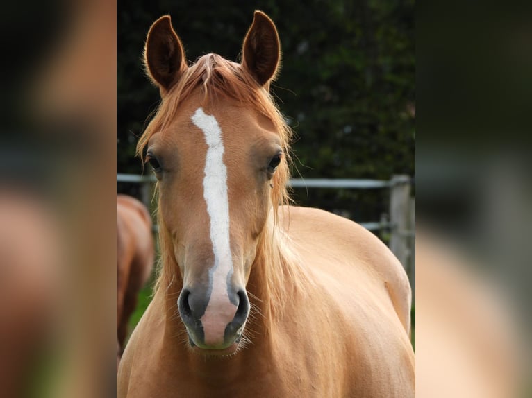 Duitse rijpony Merrie 1 Jaar 148 cm Vos in Flintbek