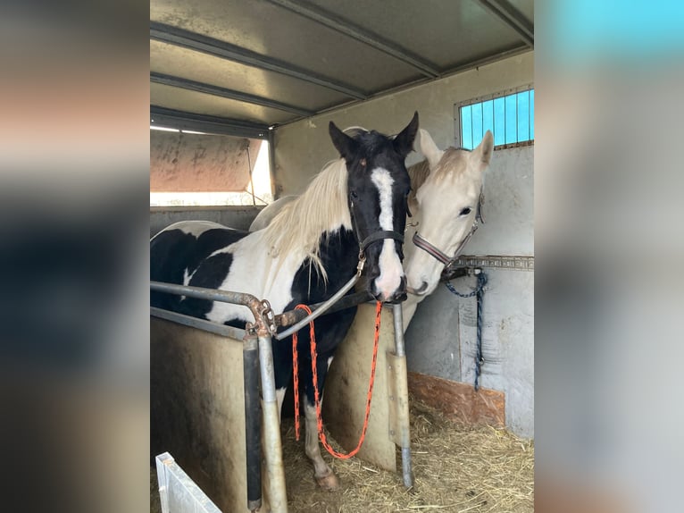 Duitse rijpony Mix Merrie 1 Jaar 150 cm Gevlekt-paard in Arneburg