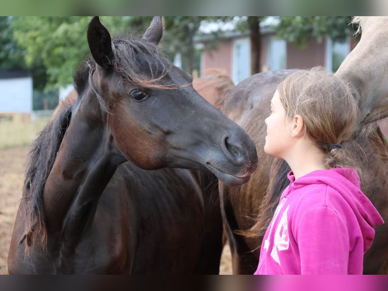 Duitse rijpony Mix Merrie 1 Jaar 150 cm Zwart in Mudau Reisenbach