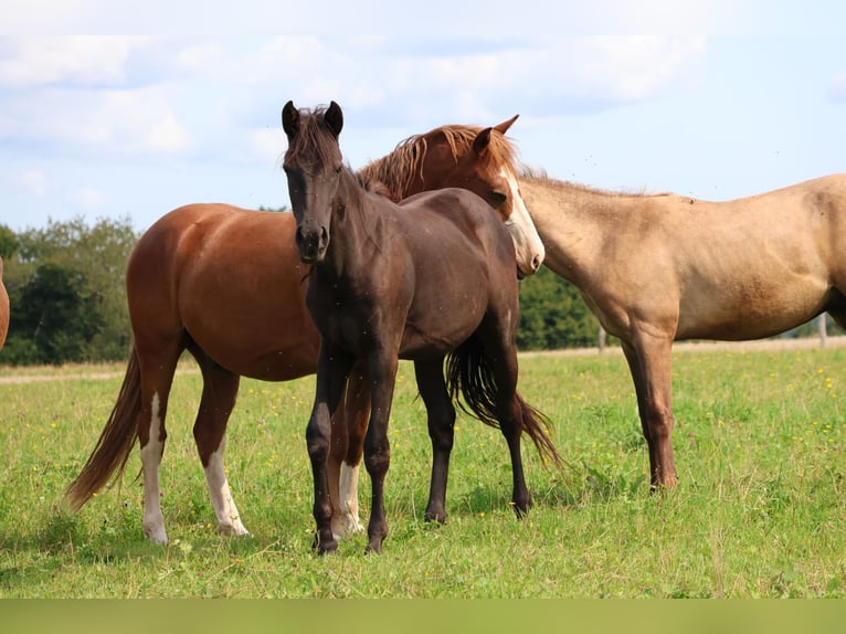 Duitse rijpony Mix Merrie 1 Jaar 150 cm Zwart in Mudau Reisenbach