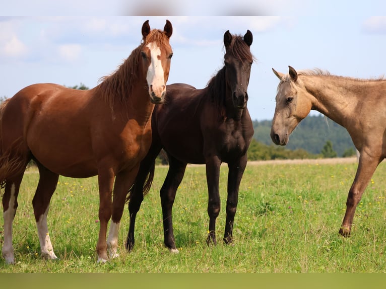 Duitse rijpony Mix Merrie 1 Jaar 150 cm Zwart in Mudau Reisenbach