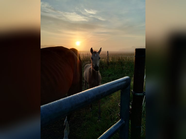 Duitse rijpony Merrie 1 Jaar 155 cm Buckskin in Lathen