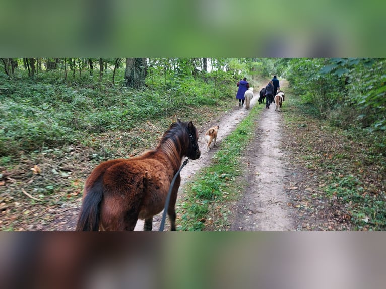 Duitse rijpony Merrie 1 Jaar 95 cm Bruin in Alt Tucheband Hathenow