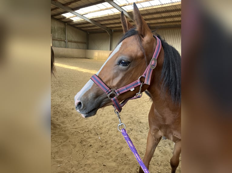 Duitse rijpony Merrie 1 Jaar Bruin in Datteln