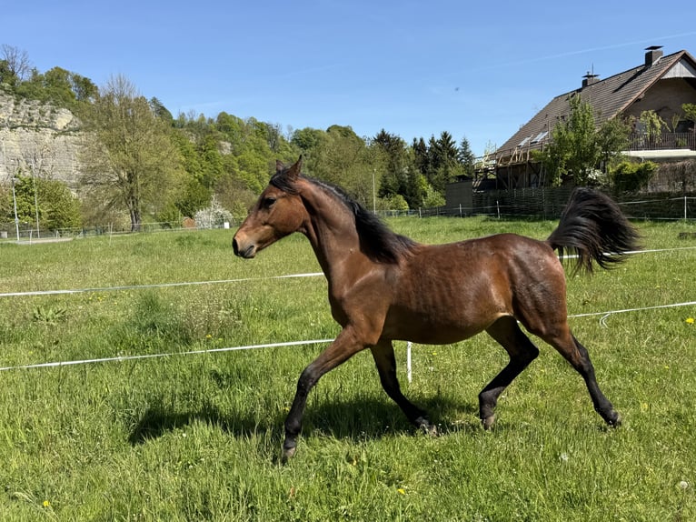Duitse rijpony Mix Merrie 1 Jaar Bruin in Bevern