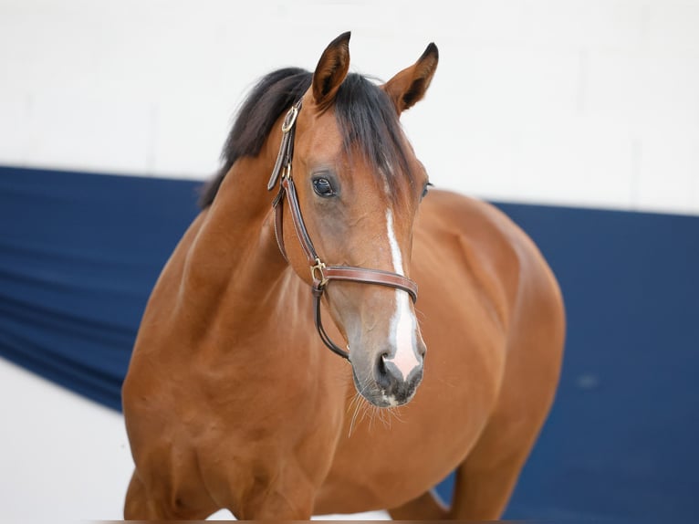 Duitse rijpony Merrie 1 Jaar Bruin in Marsberg