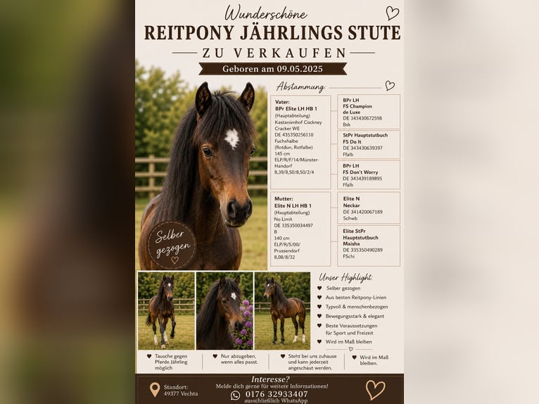Duitse rijpony Merrie 1 Jaar Bruin in Vechta