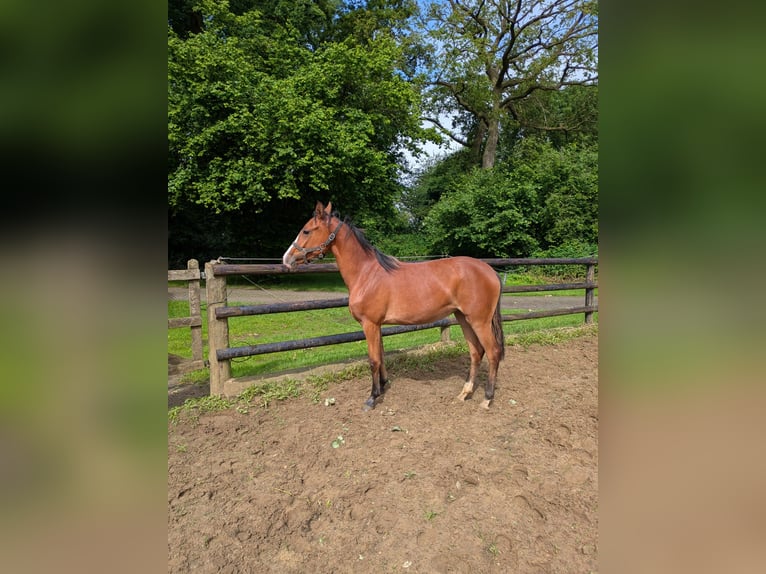 Duitse rijpony Merrie 1 Jaar Bruin in Vreden