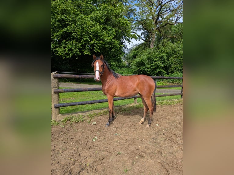 Duitse rijpony Merrie 1 Jaar Bruin in Vreden
