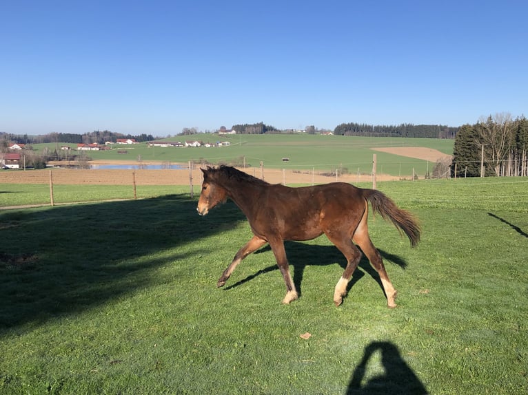 Duitse rijpony Merrie 1 Jaar Bruin in Dietmannsried