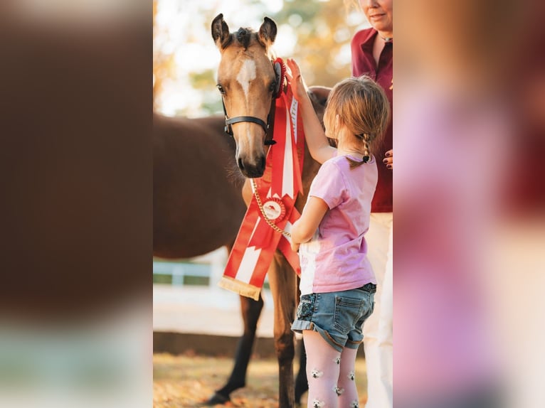 Duitse rijpony Merrie 1 Jaar Buckskin in Pitten
