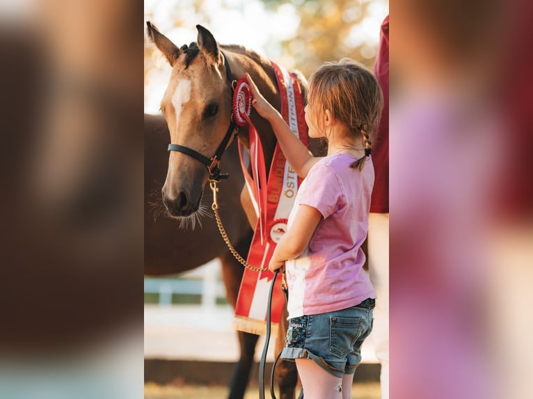 Duitse rijpony Merrie 1 Jaar Buckskin in Pitten