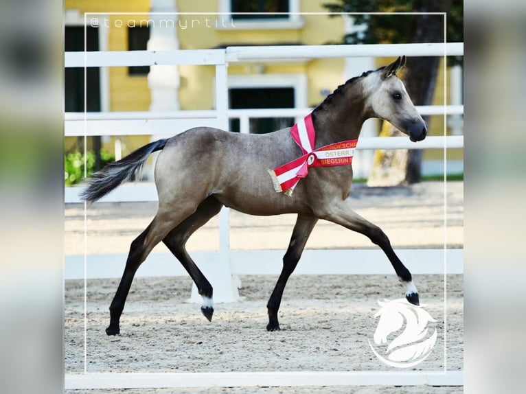 Duitse rijpony Merrie 1 Jaar Buckskin in Pitten