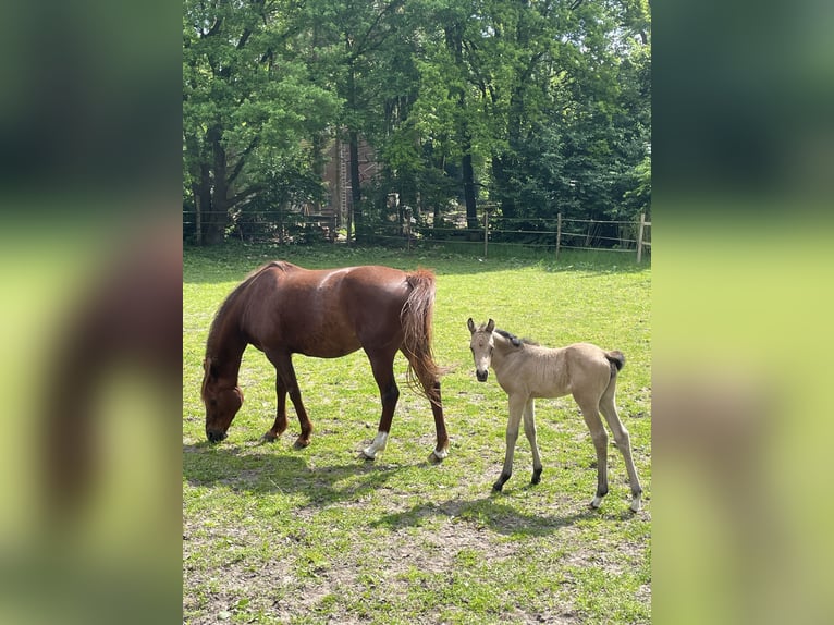Duitse rijpony Merrie 1 Jaar Buckskin in Lastrup