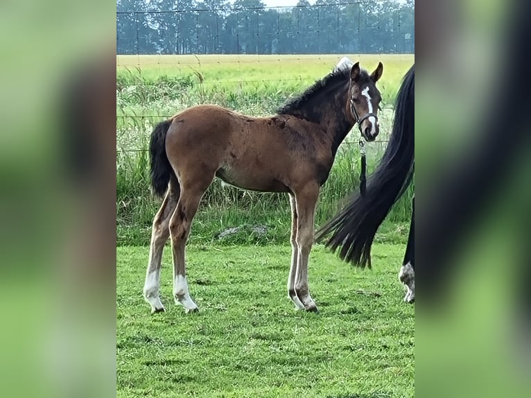 Duitse rijpony Merrie 1 Jaar Donkerbruin in Lohne (Oldenburg)