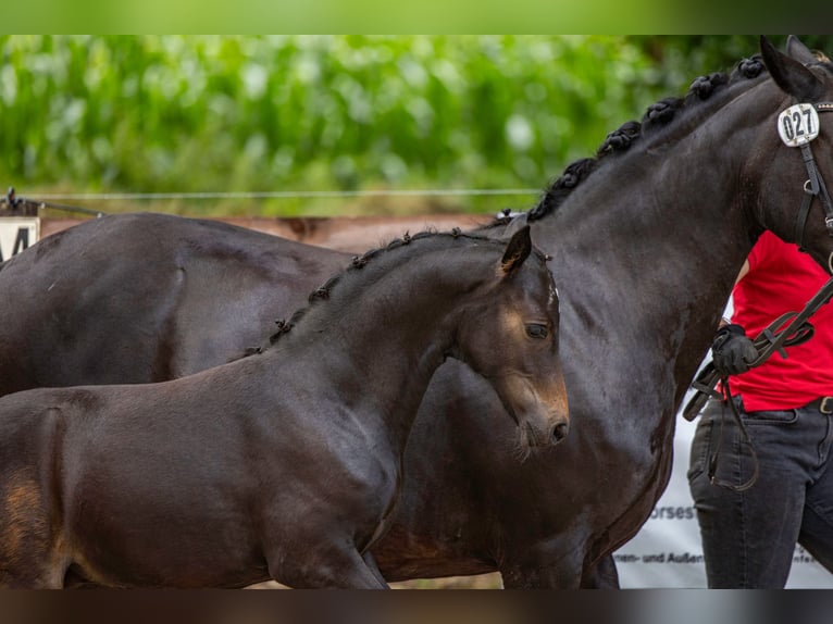 Duitse rijpony Merrie 1 Jaar Donkerbruin in Alfhausen