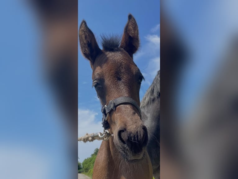 Duitse rijpony Merrie 1 Jaar Donkerbruin in Norderney