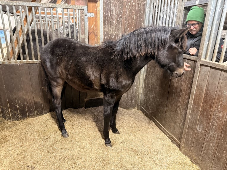 Duitse rijpony Merrie 1 Jaar Donkerbruin in Norderney