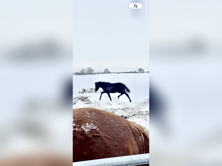 Duitse rijpony Merrie 1 Jaar Donkerbruin in Norderney