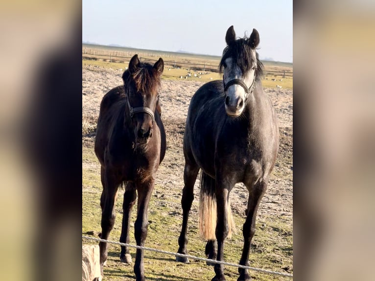 Duitse rijpony Merrie 1 Jaar Donkerbruin in Norderney