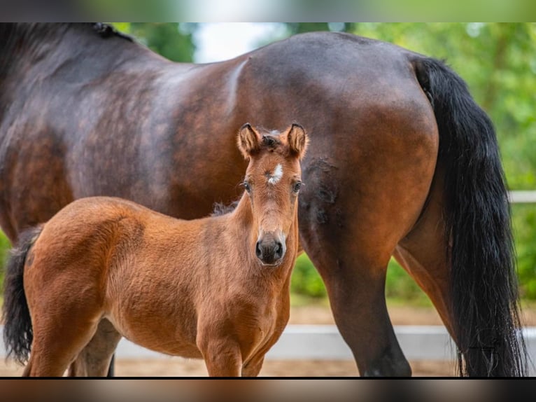 Duitse rijpony Merrie 1 Jaar Donkerbruin in Varel