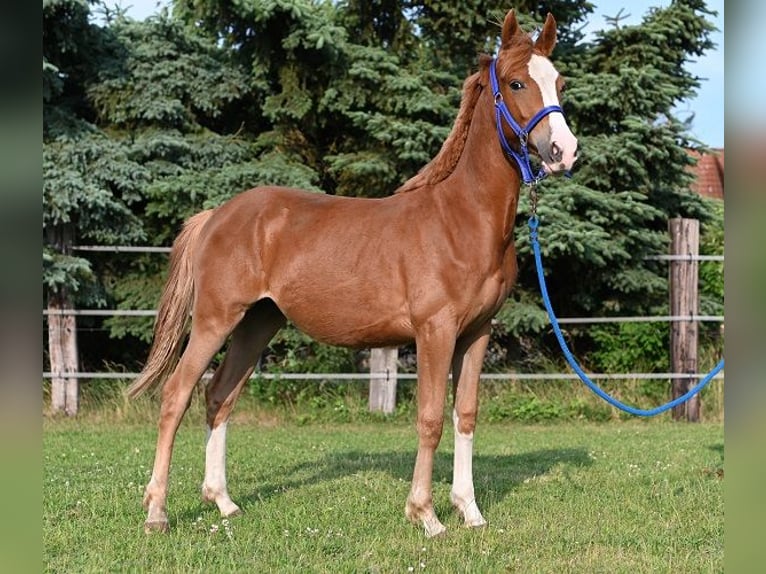 Duitse rijpony Merrie 1 Jaar Donkere-vos in Reichenwalde