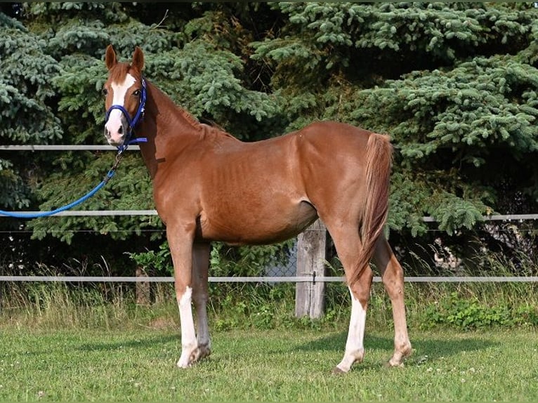 Duitse rijpony Merrie 1 Jaar Donkere-vos in Reichenwalde