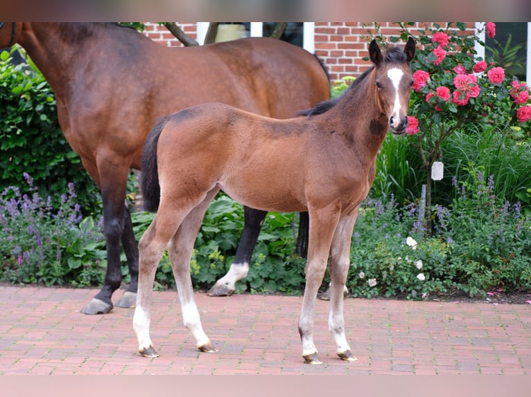 Duitse rijpony Merrie 1 Jaar in Löningen