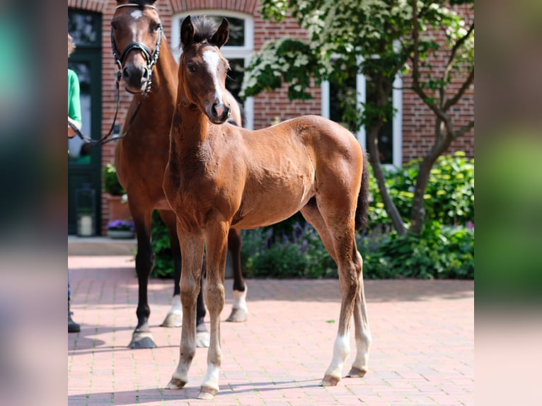 Duitse rijpony Merrie 1 Jaar in Löningen