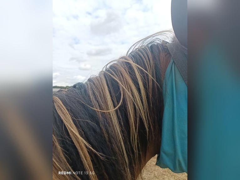 Duitse rijpony Merrie 1 Jaar in Steinfurt