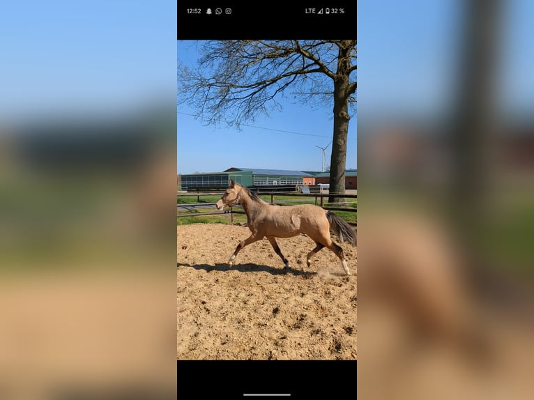 Duitse rijpony Merrie 1 Jaar Falbe in Vreden