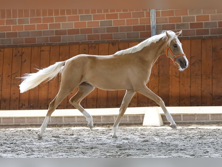 Duitse rijpony Merrie 1 Jaar Palomino in Cappeln