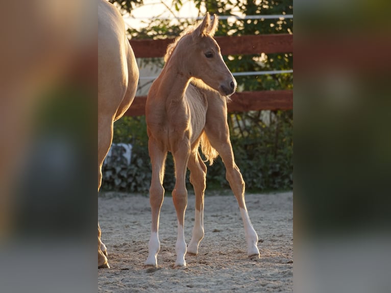 Duitse rijpony Merrie 1 Jaar Palomino in OverathOverath