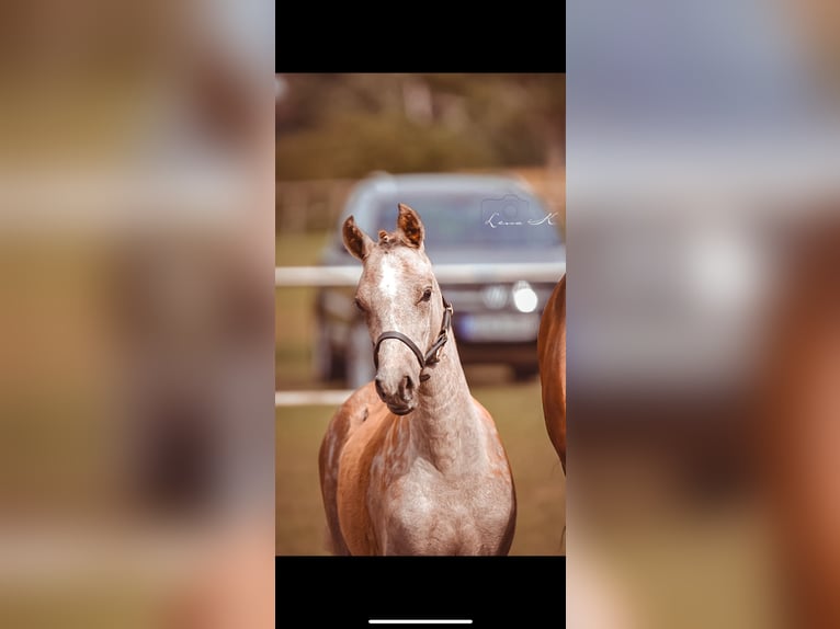 Duitse rijpony Merrie 1 Jaar Schimmel in Espelkamp