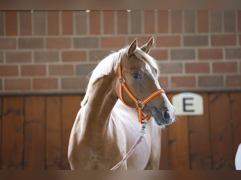 Duitse rijpony Merrie 1 Jaar Vos in Cappeln