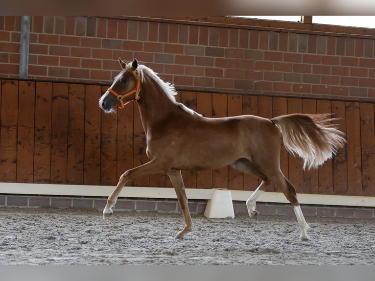 Duitse rijpony Merrie 1 Jaar Vos in Cappeln