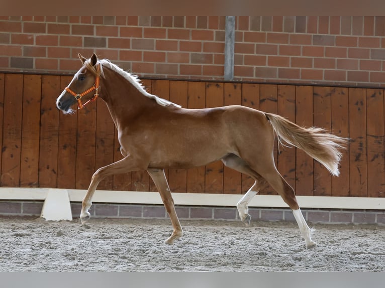Duitse rijpony Merrie 1 Jaar Vos in Cappeln