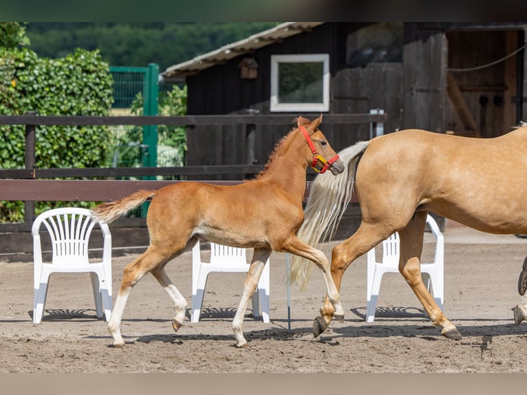 Duitse rijpony Merrie 1 Jaar Vos in Cappeln