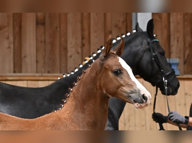 Duitse rijpony Merrie 1 Jaar Vos in Reichenwalde