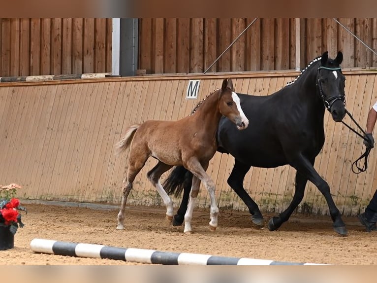 Duitse rijpony Merrie 1 Jaar Vos in Reichenwalde