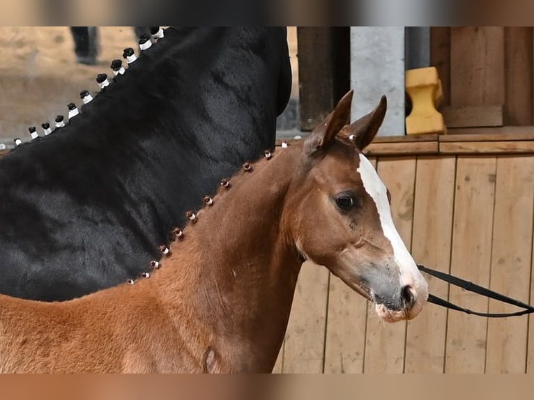 Duitse rijpony Merrie 1 Jaar Vos in Reichenwalde
