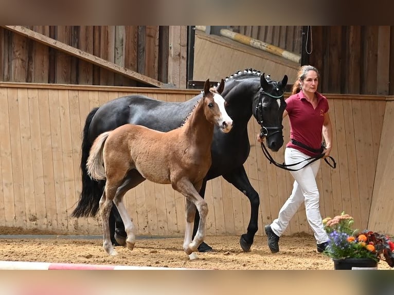 Duitse rijpony Merrie 1 Jaar Vos in Reichenwalde