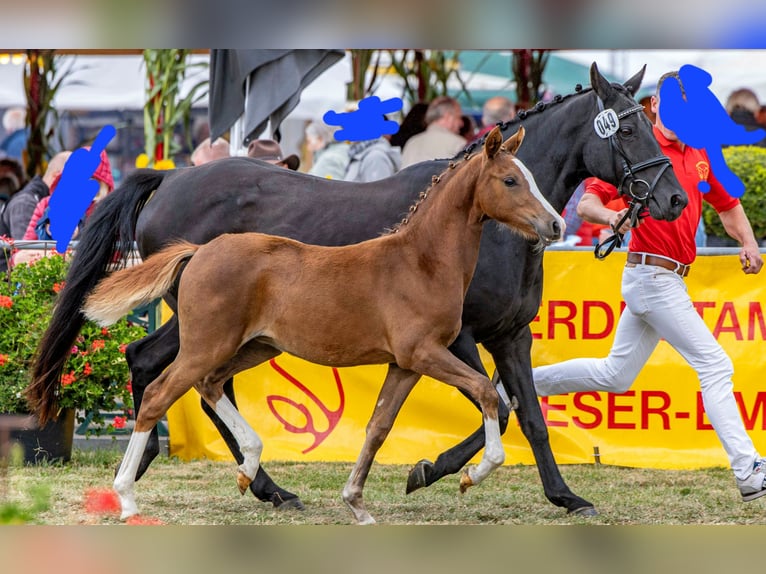 Duitse rijpony Merrie 1 Jaar Vos in Lohne (Oldenburg)
