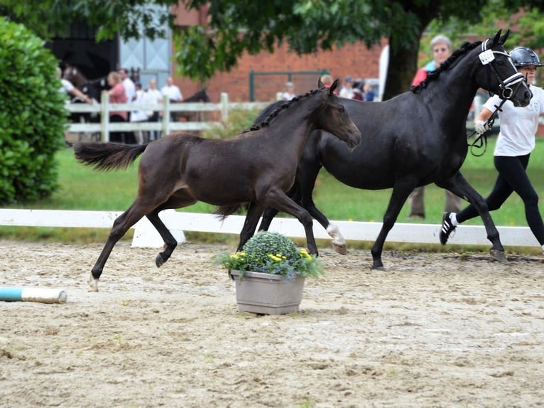 Duitse rijpony Merrie 1 Jaar Zwart in Hankensbüttel