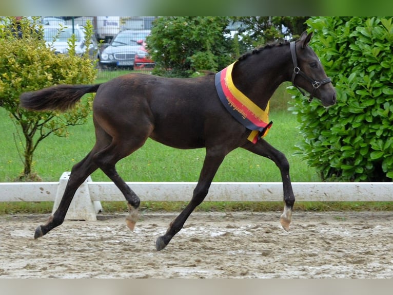 Duitse rijpony Merrie 1 Jaar Zwart in Hankensbüttel